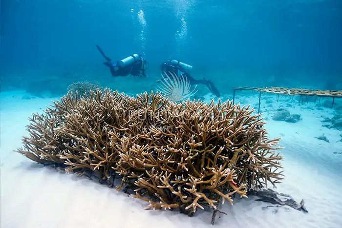 Picture of two scuba divers exploring swiming close to the white sand sea bottom where reefs and rocks formation can be seen.